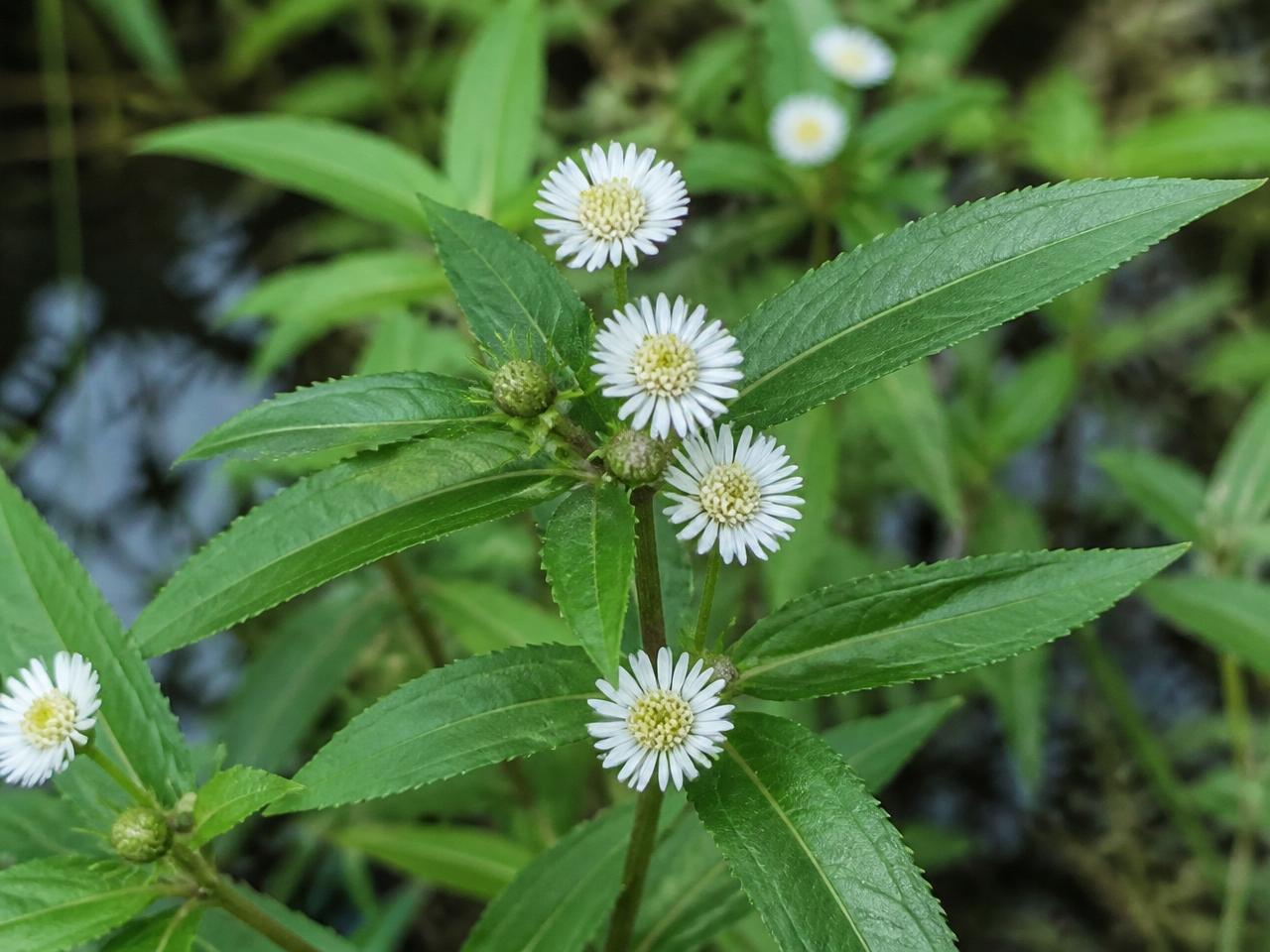 Close-up of Bhringraj (Eclipta alba) with small white daisy flowers